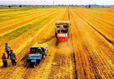今年夏糧產(chǎn)量達到2774億斤 比2017年減少306萬噸