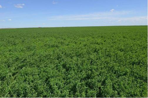 苜蓿種植與奶業(yè)發(fā)展需求相比，仍有很大差距，缺口將持續(xù)存在??