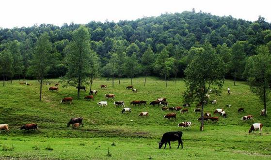 黃山市政府出臺《關于加快畜牧業(yè)轉(zhuǎn)型升級實現(xiàn)綠色發(fā)展的實施意見》，提升畜禽廢棄物資源化利用能力???