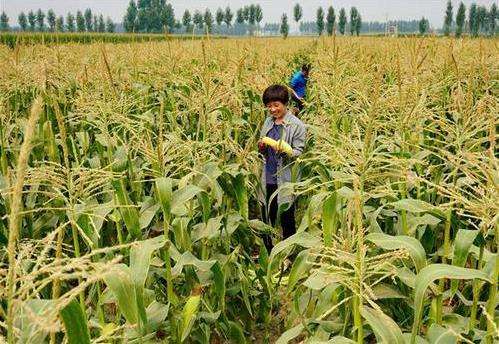 三部委：將水稻、玉米、小麥三大糧食作物制種納入中央財(cái)政農(nóng)業(yè)保險(xiǎn)保險(xiǎn)費(fèi)補(bǔ)貼目錄