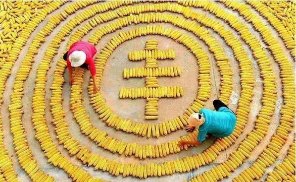 東北三省糧食產(chǎn)量達(dá)到2666億斤，約占全國(guó)糧食總產(chǎn)量的20.3%，黑龍江省繼續(xù)是全國(guó)糧食產(chǎn)量第一大省?????