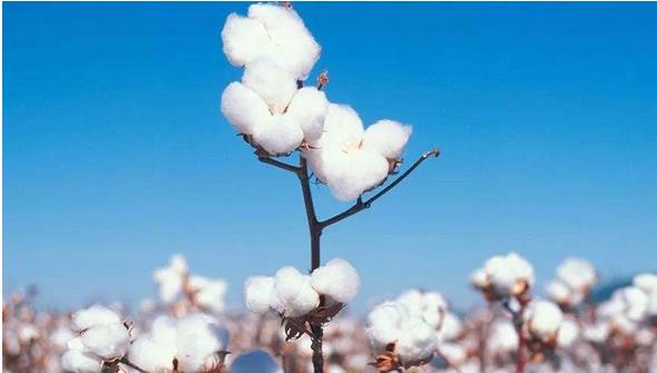 2018年，全國棉花種植面積為3352.3千公頃，比2017年增加157.6千公頃，增長4.9%