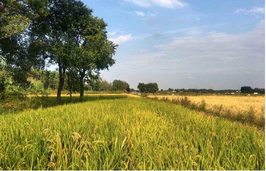 決戰(zhàn)脫貧攻堅和促進農(nóng)民增收是今明兩年“三農(nóng)”工作的硬任務(wù)?