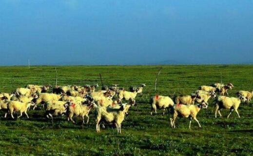 浙江余杭加速推進畜牧業(yè)高質(zhì)量發(fā)展